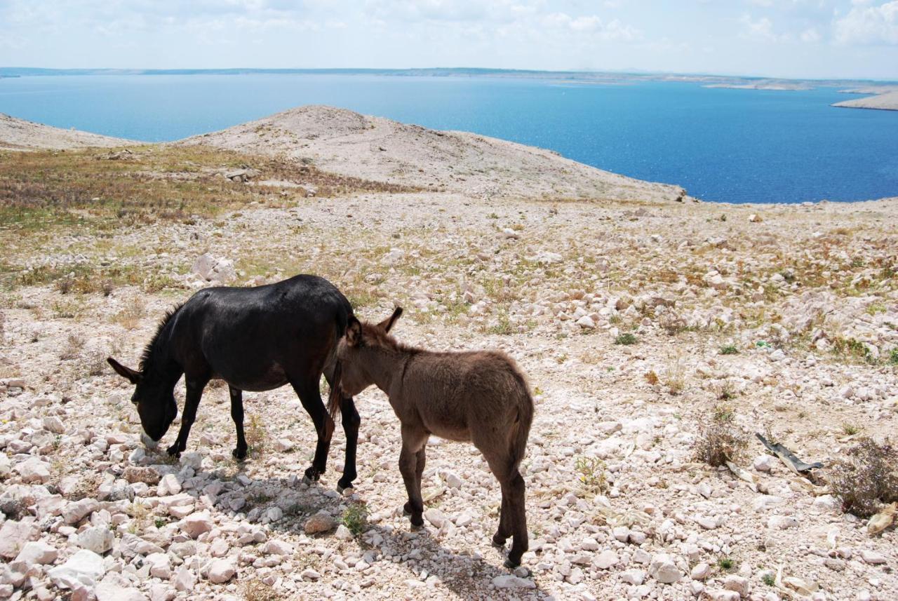 Galapagus Privat Beach & Boat Dock Leilighet Metajna Eksteriør bilde